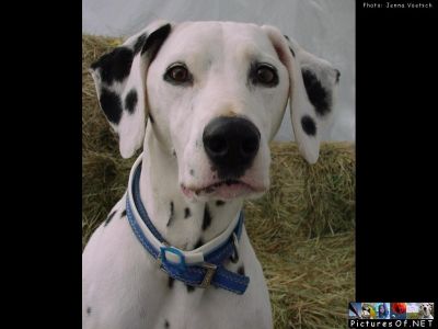 HELE NEKOUKEJ NAMĚ TAK.jpg